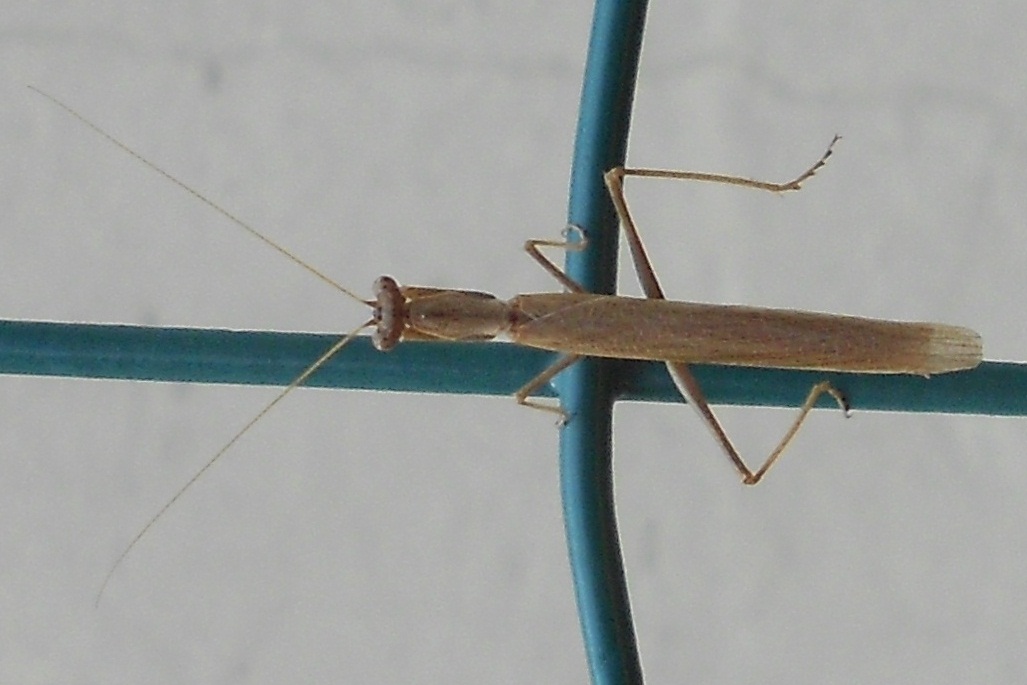 Ameles decolor maschio?